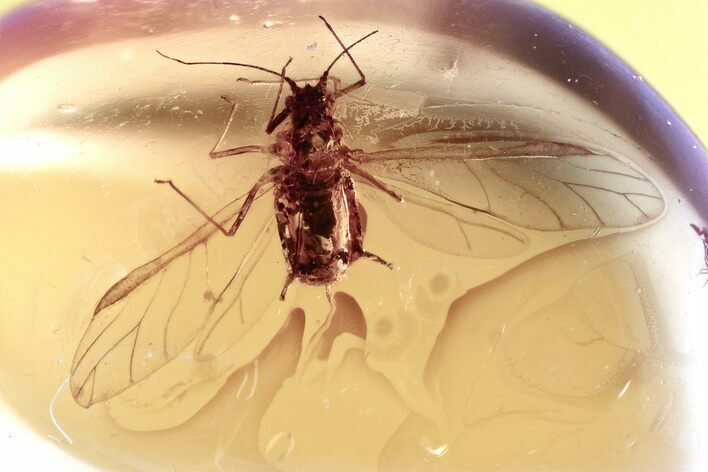 Detailed Fossil Winged Aphid (Aphidoidea) in Baltic Amber #367394